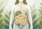 Gut Health and Weight Loss: What Actually Affects Your Body